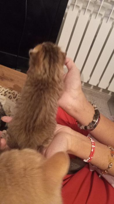 Продам Котят британцы