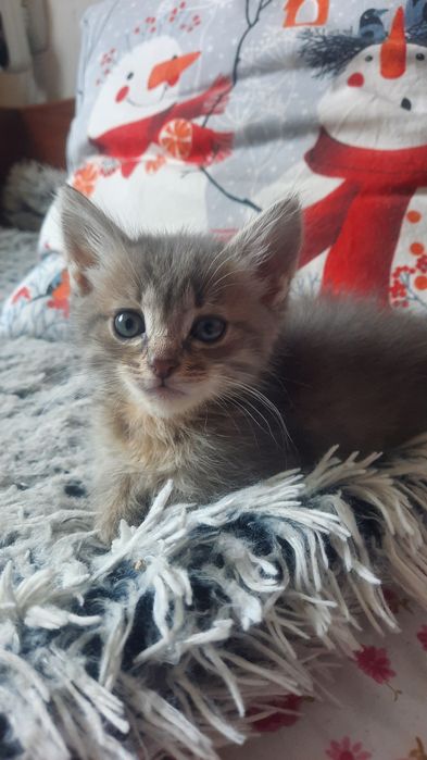 Отдам котенка в добрые руки