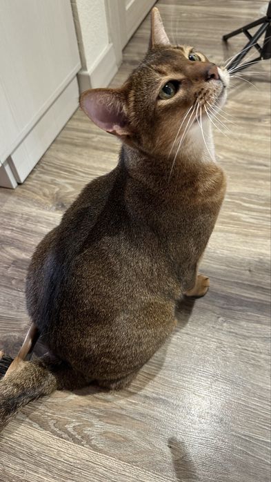 Отдадим взрослого кота