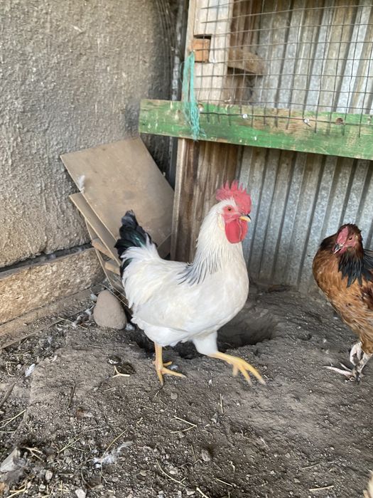 Продам Петуха Адлер