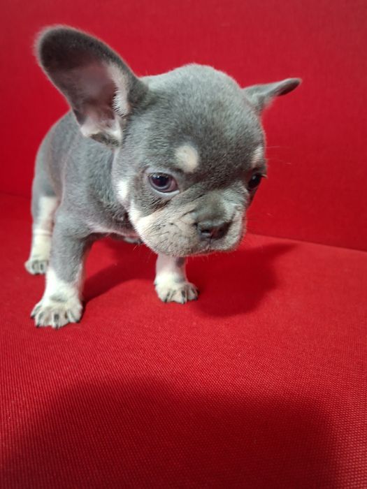 Bulldog francez mascul