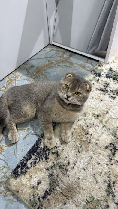 1 кошка для вязки