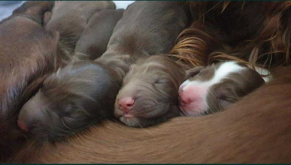 Малыши РОС с документами.