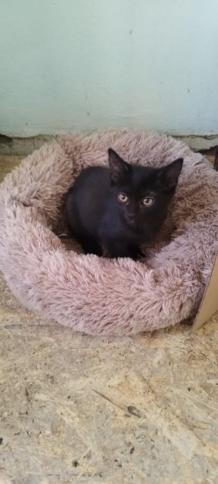 Котята 3 месяца в добрые ручки