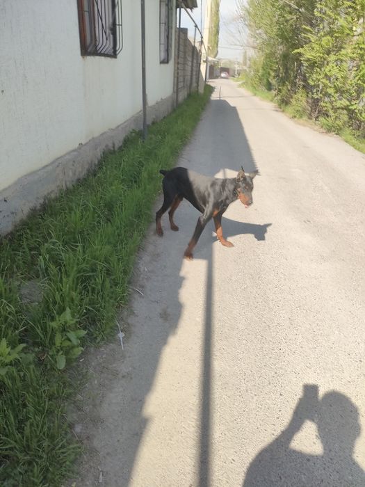 Доберман собака собака