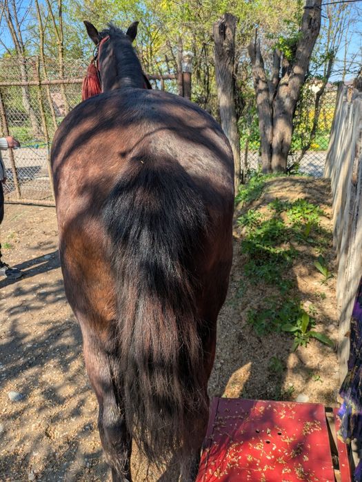 Vând iapă de opt ani