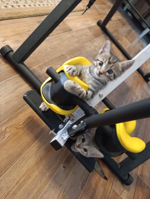 Котенок ищет семью и личный диван!