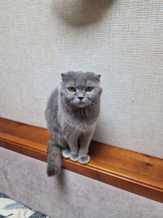 Кошечку отдадим в хорошие руки.