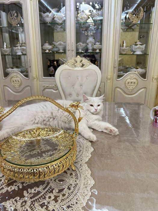 Кошка, турецкая ангора