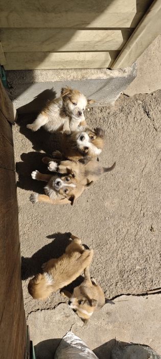 Отдам даром щенков