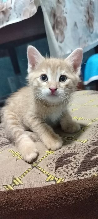 Домашний котёнок мальчик