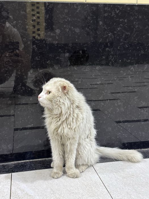 Кот турецкая ангора