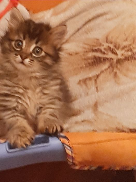 Продам котят помесных