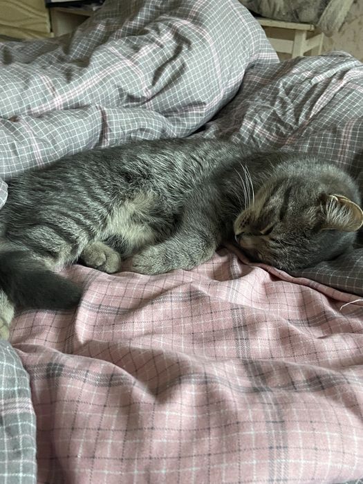 кот мальчик ~ 11 месяцев