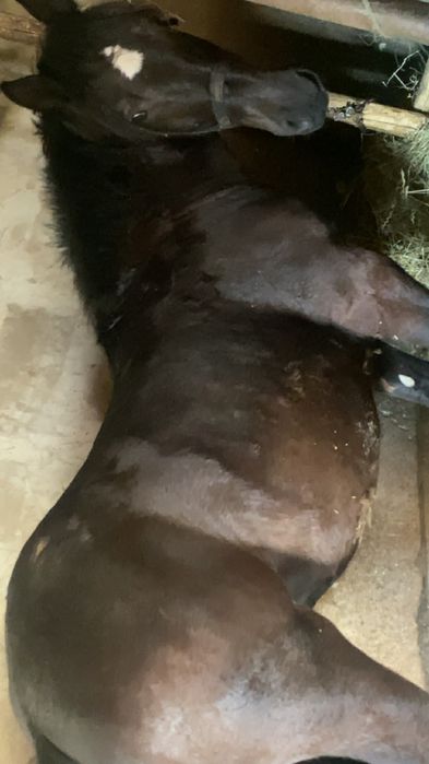 Mânz de 1 an de vanzare