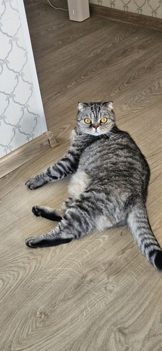 Отдам даром Кошку