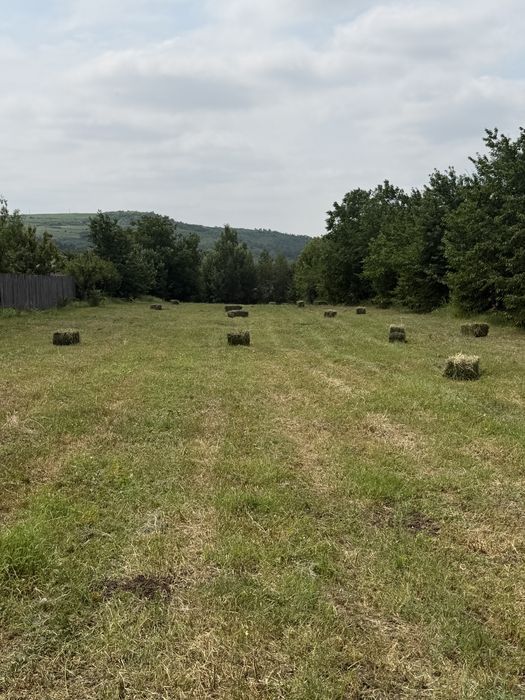 Baloti lucerna dreptunghiulari productie 2026