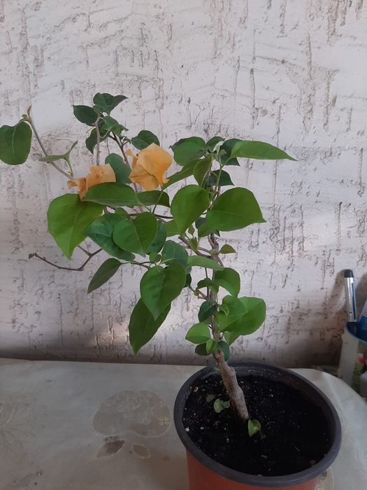 Цветы комнатные и оранжерейные.