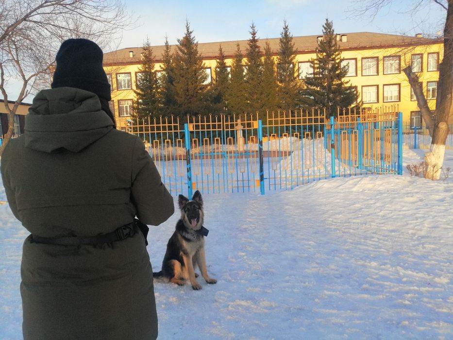 Дрессировка собак