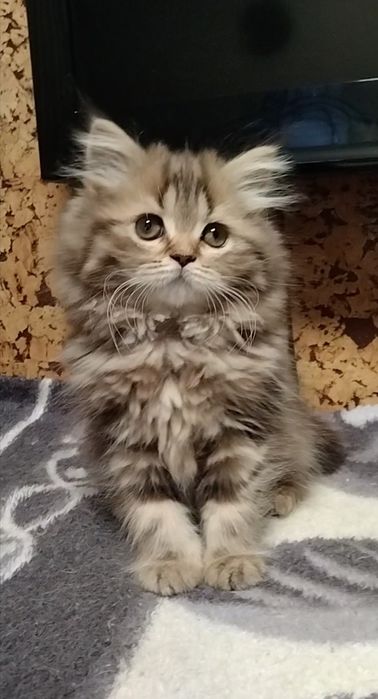 Шикарная Хайленд страйт.