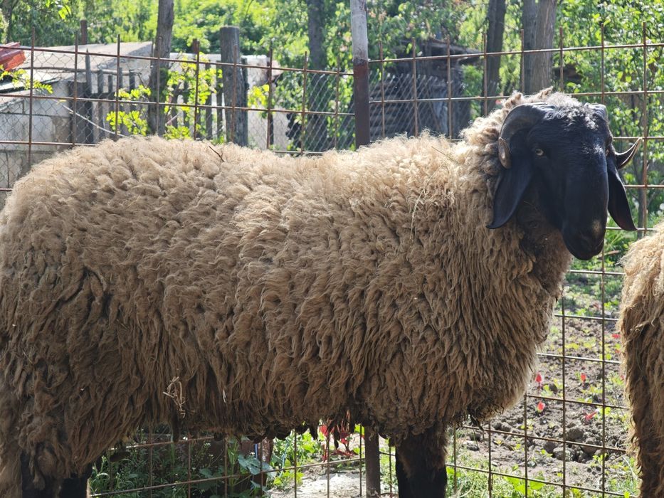 Berbec de un an si două luni Cap Negru Teleorman ,