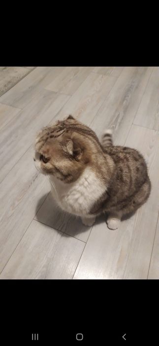 Отдам в хорошие руки