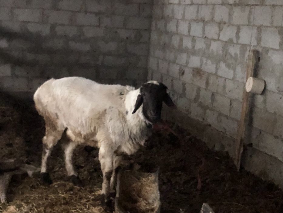 Yeb ichishiga garantiya uyni moli