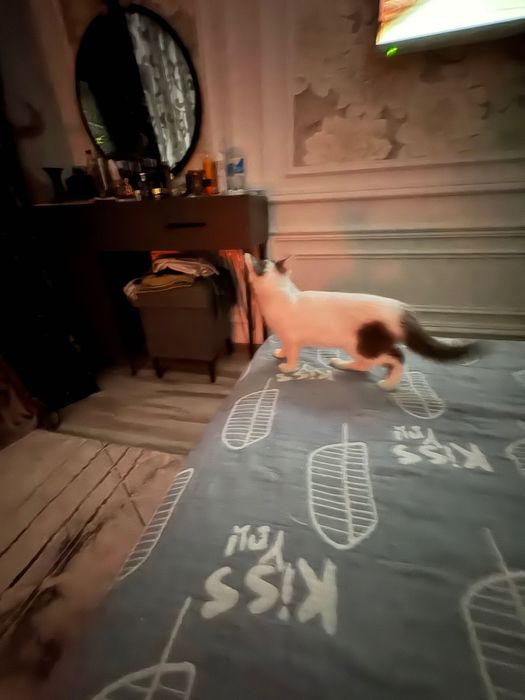 Котята домашние маленькие
