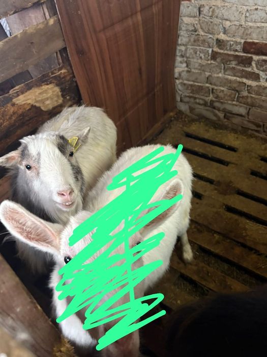 Козы стельные  .