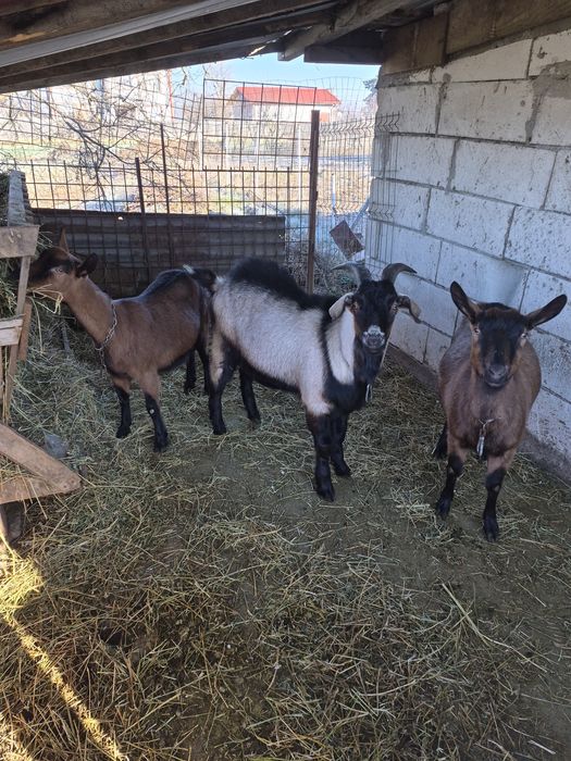 De vânzare  două capre si un tap