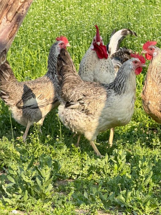 Барковская барвистая