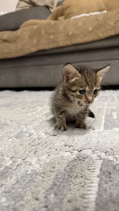 Котенок, мальчик