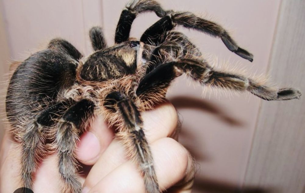 Продается паук -