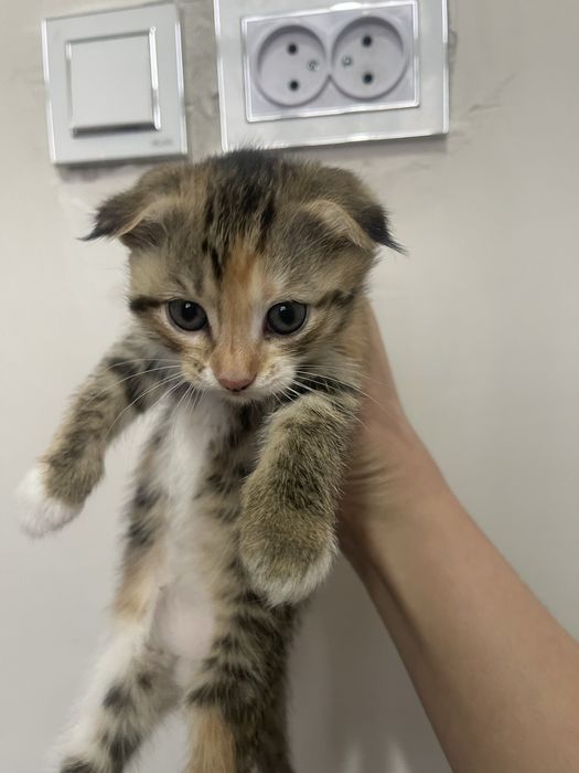 Шотландские вислохуие