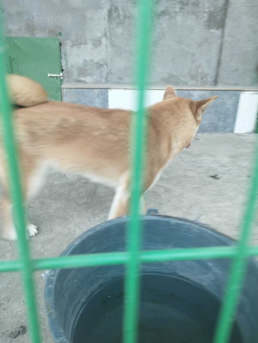 Продается щенок Сиба-Ину