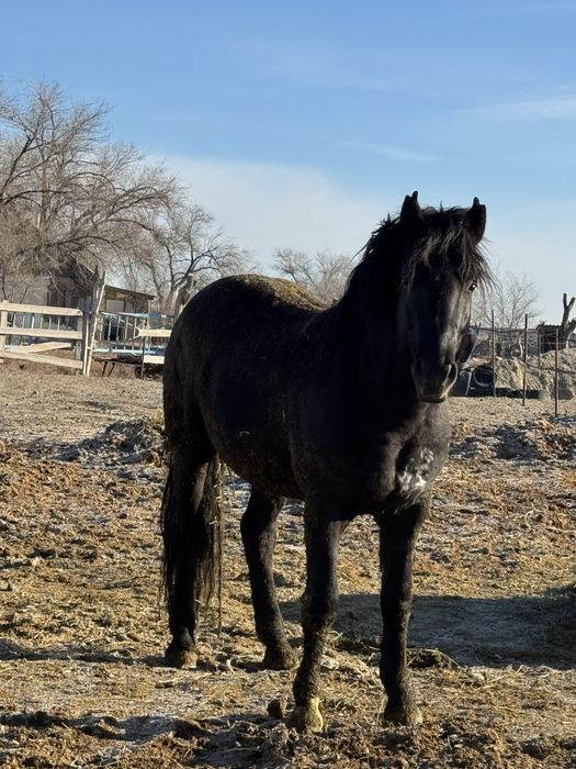 Жеребец Новоалтаец