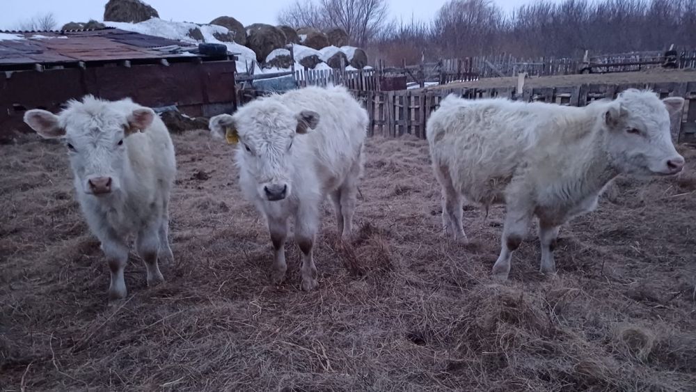 Сатылымда бұқашықтар 3 бас