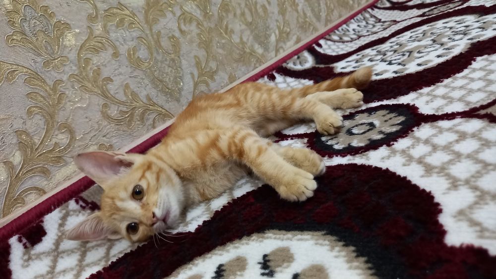 Отдадим в хорошие руки доставки нету