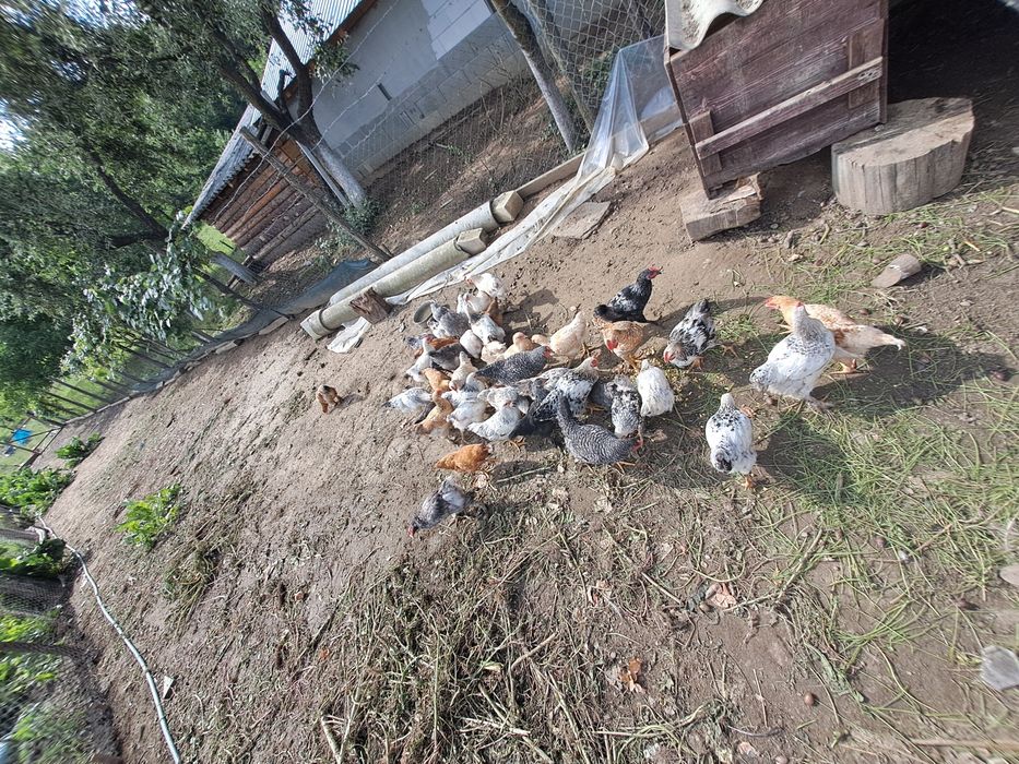 Am puice si cocoși de vânzare.