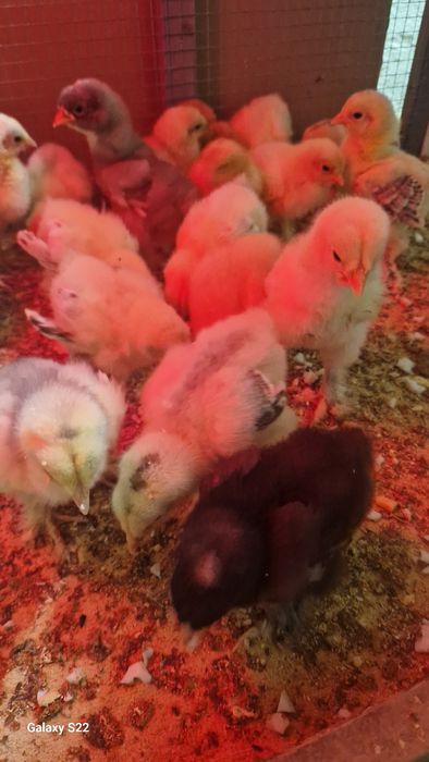 Pui brahma herminat deschis pe negru, negru,albastru !