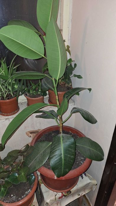 Floare decorativa ficus