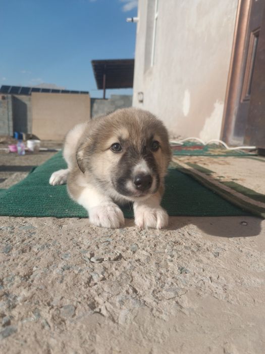 щенки собака порода Хаски + Лайка. Красивые.