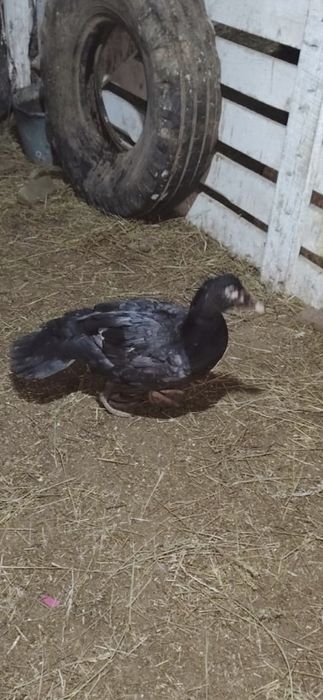 Продается селезень индоутки