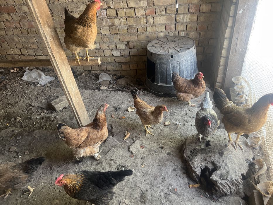 Tovuqlar soni 9ta xamasi soglom tuxum qoyip yotishipti bitasi kurk  !!