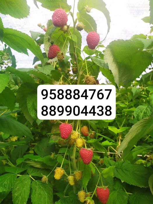 Ishonarli malina koʻchatlari sotuvda