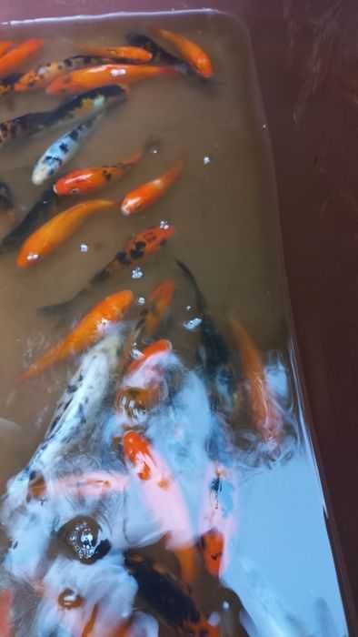 Риби японски шаран  КОИ 15/20 см