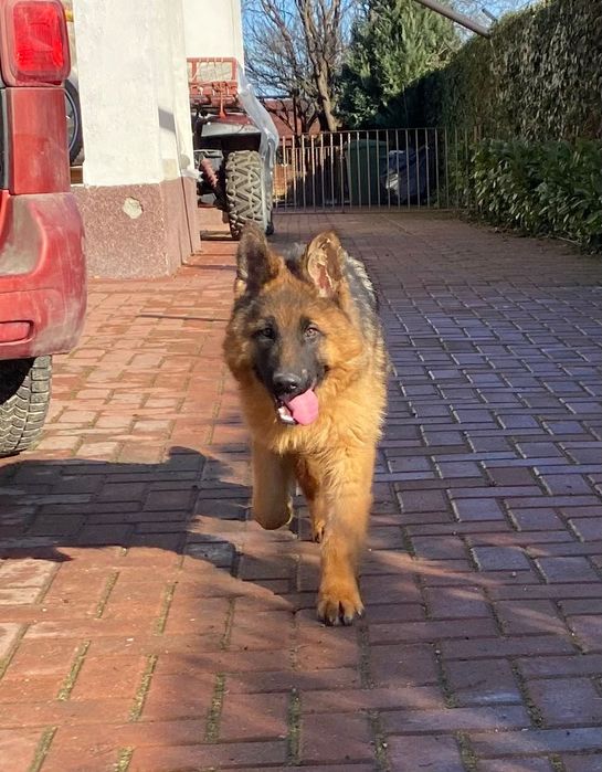 Pui ciobănesc german