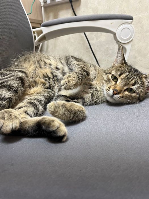 Кошечка в добрые руки