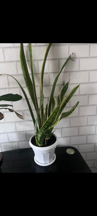 Цветок Тещин язык