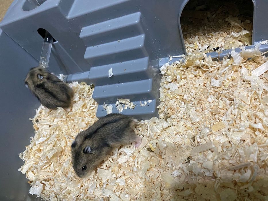 Продается бокс с хомяком